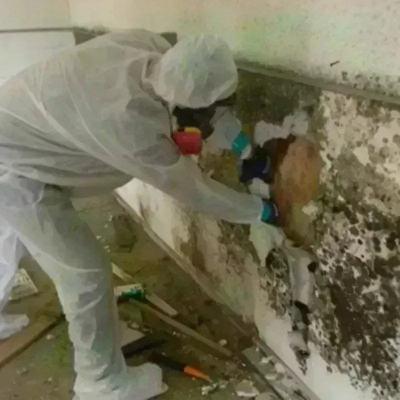 Mold Remediation and Removal in Stamford, CT